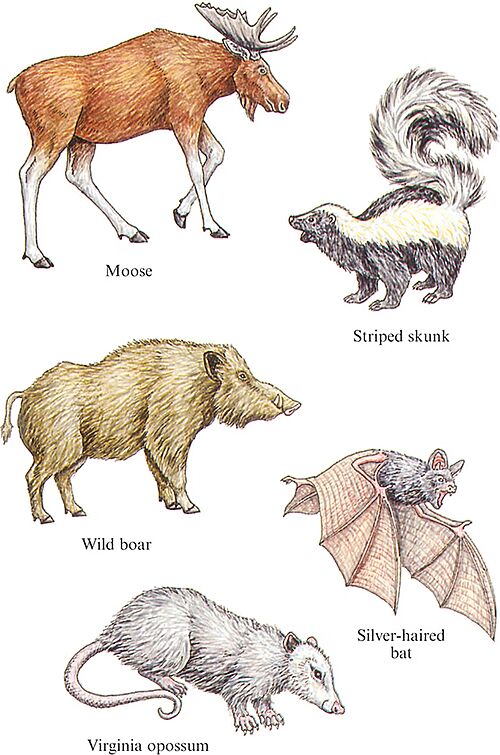 Picture of Sticker Books