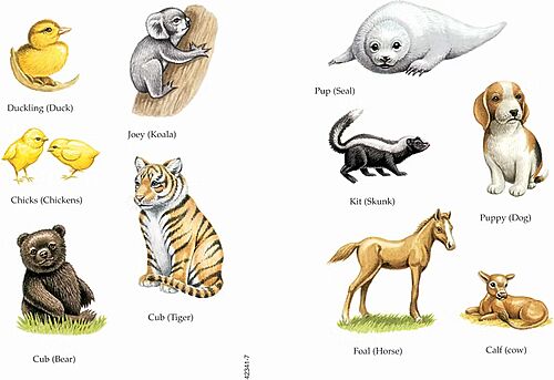 Picture of Sticker Books