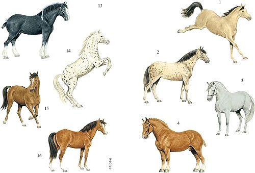 Picture of Sticker Books