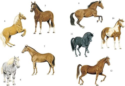 Picture of Sticker Books