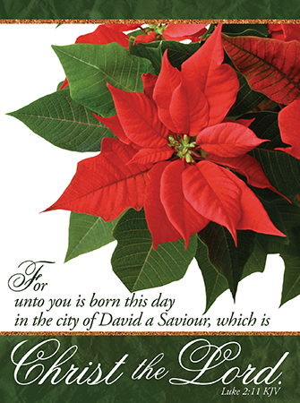 Picture of Poinsettia