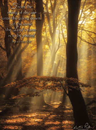 Picture of Rays of Light