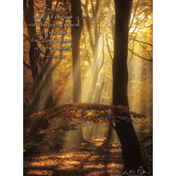 Picture of Rays of Light