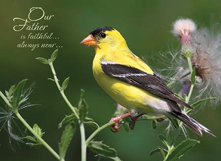 Picture of Songbirds