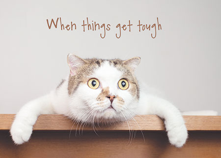 Picture of Hang in There