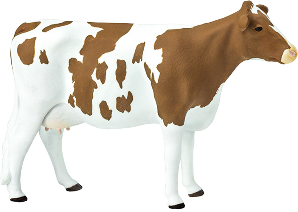 Picture of Ayrshire Cow