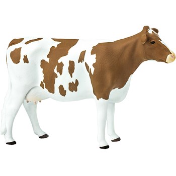 Picture of Ayrshire Cow