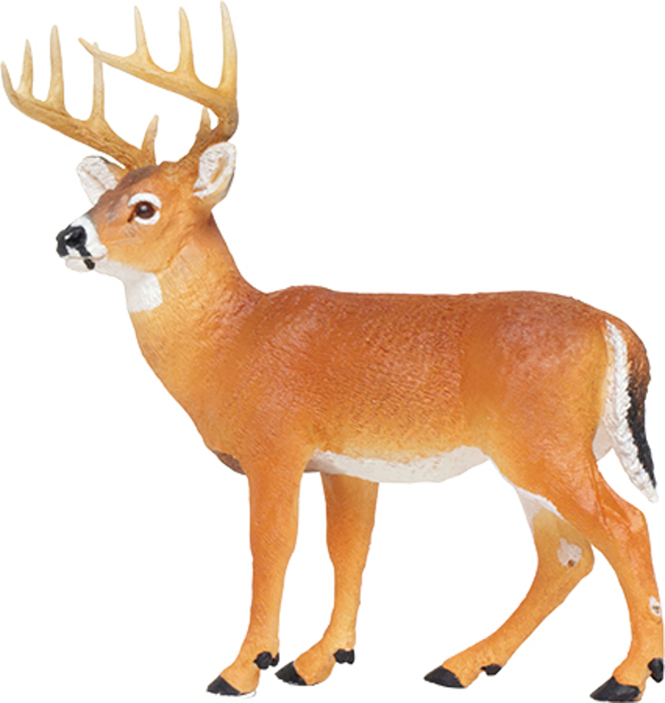 Picture of Whitetail Buck