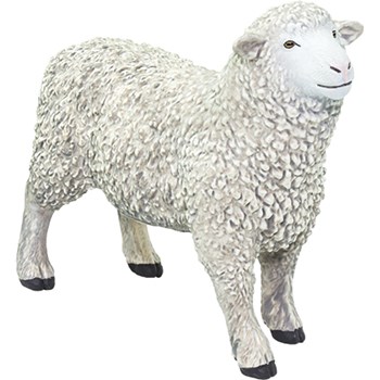 Picture of Sheep