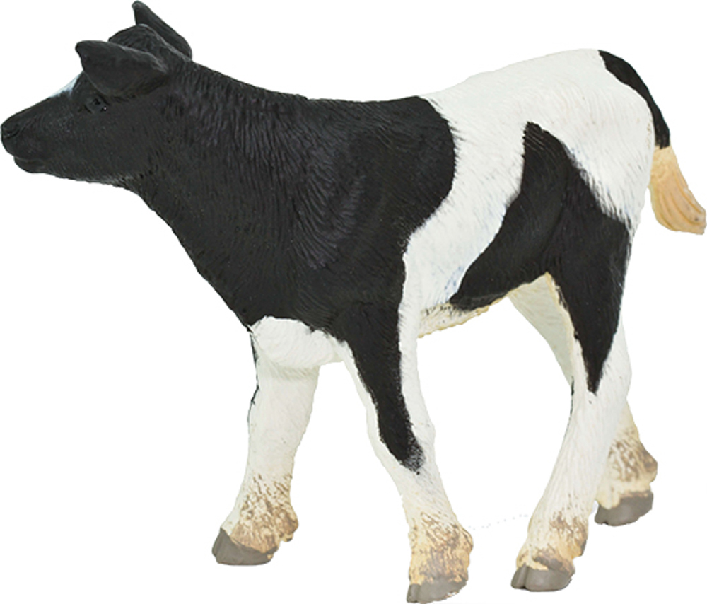 Picture of Holstein Calf