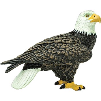 Picture of Bald Eagle