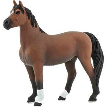 Picture of Morgan Stallion