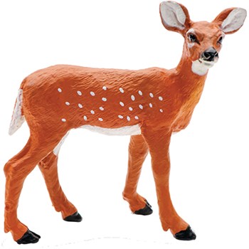 Picture of Whitetail Fawn