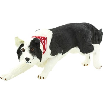 Picture of Border Collie