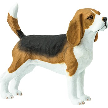 Picture of Beagle