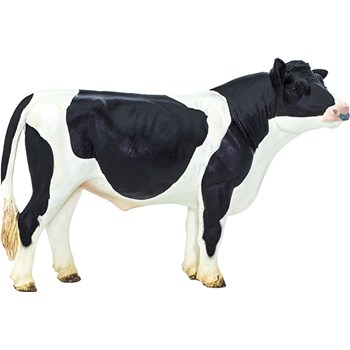 Picture of Holstein Bull