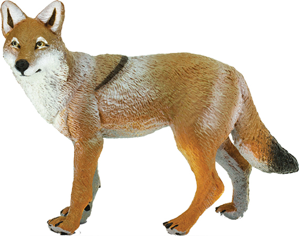 Picture of Coyote