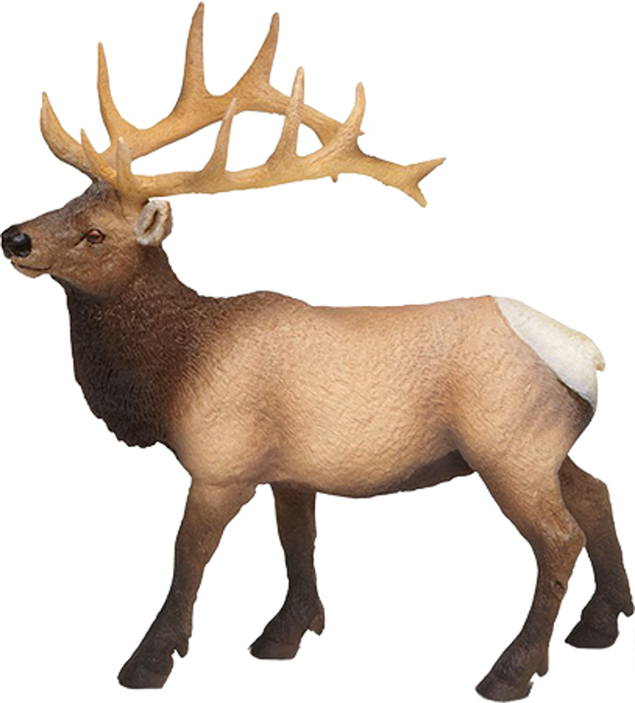 Picture of Elk Bull