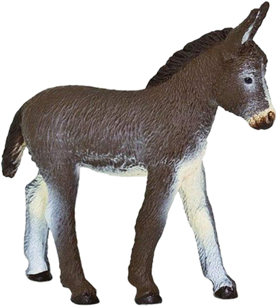 Picture of Donkey Foal