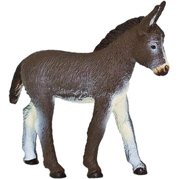 Picture of Donkey Foal